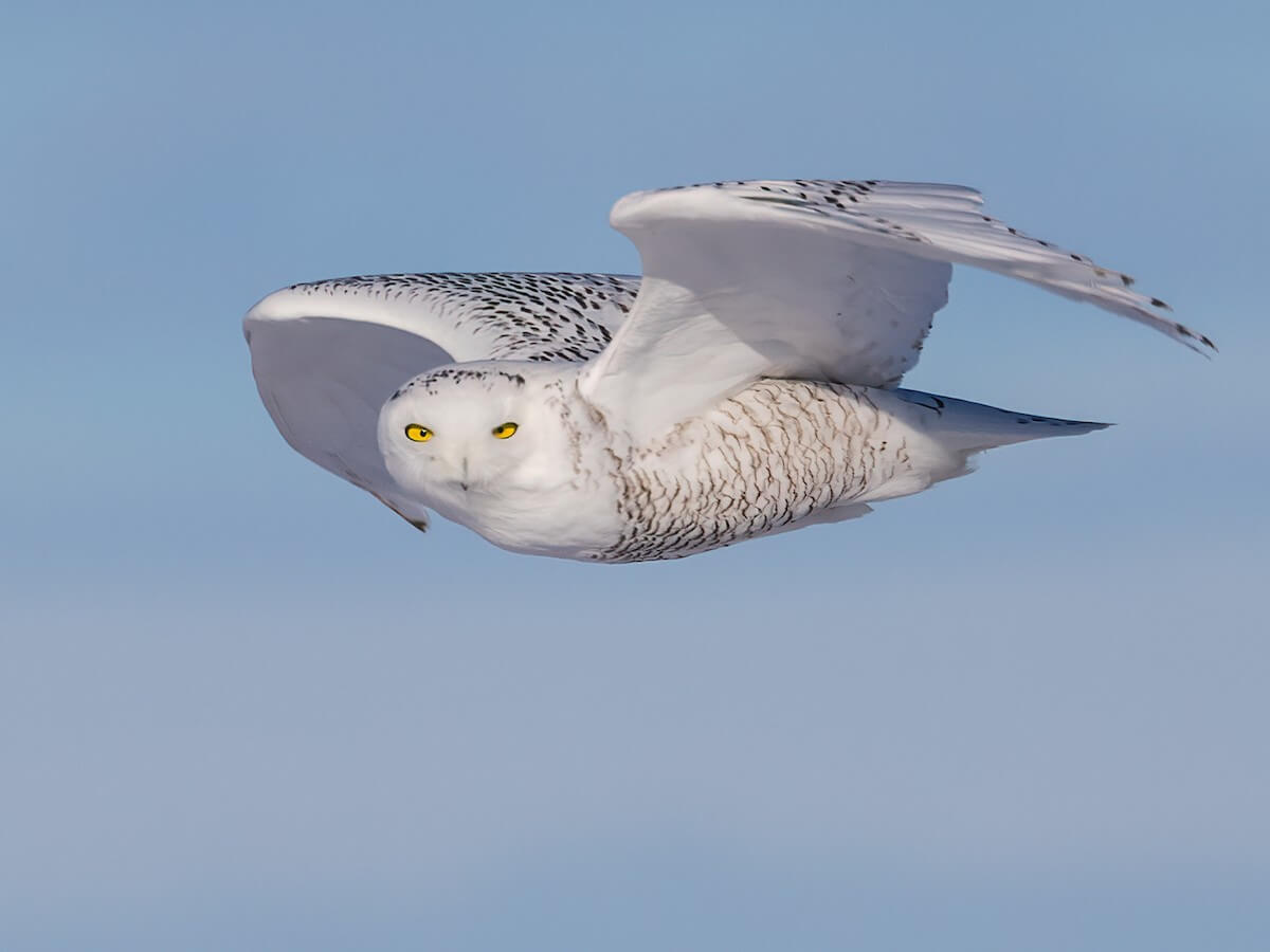 Búho nival en pleno vuelo sobre un cielo azul en la región ártica de Laponia.